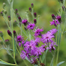 Image result for Vernonia smithiana