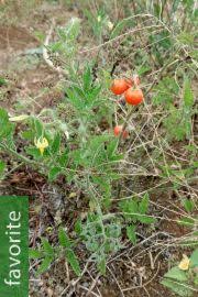 Image result for Solanum torreanum