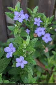 Image result for Vandellia humilis