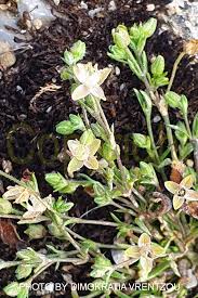 Image result for Sagina abyssinica