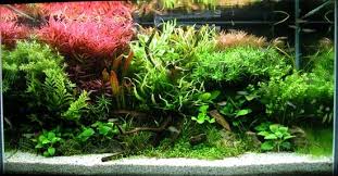 Java fern and needle leaf java fern are two of the easiest freshwater plants that beginners can keep in their aquariums. Aquascaping Wikipedia