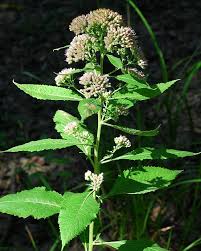 Image result for Pluchea