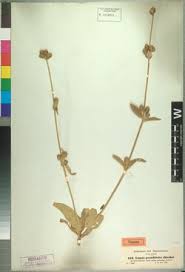 Image result for Lippia abyssinica