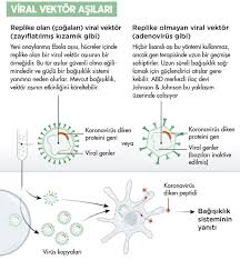 Ancak virüsler, rna'yı kendi kötü amaçları için kullanır. Covid 19 Asilari Hakkinda Sik Sorulan Sorular Ve Cevaplari