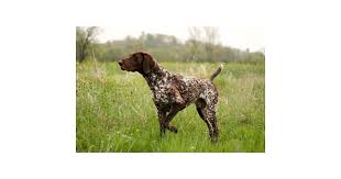 Image result for německý ohař krátkosrstý