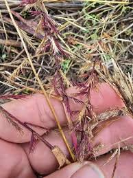 Image result for Dinebra retroflexa