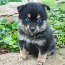Indiana pomsky welcomes you to a world of pomskies! 1 Pomsky Puppies For Sale By Uptown Puppies