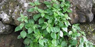 Image result for Parietaria