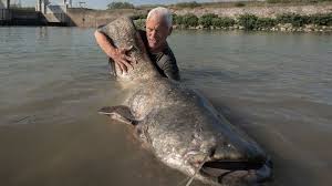 A performance that has no weak spots. Wels Catfish River Monsters Wiki Fandom