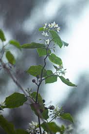Image result for Solanum torvum