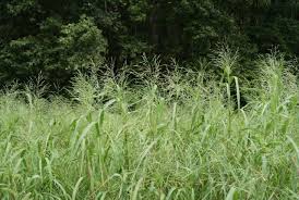 Image result for Panicum eickii