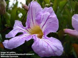 Check spelling or type a new query. Purple Flowering Vines Climbing Vines With Their Picture And Name