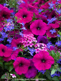 Holt 1051 315 Cr2 Photobotanic Stock Photography Garden Library Container Gardening Flowers Container Flowers Beautiful Flowers