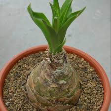 Image result for Oxygonum buchananii
