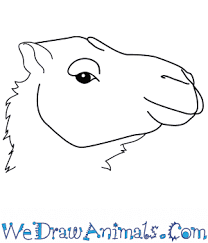 First, i outline the upper parts of the limbs; How To Draw A Camel Face