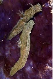 Image result for Glossostelma