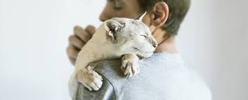 The heart rate can vary according to the body's physical needs, including the need to absorb oxygen and excrete carbon dioxide. Cats Bond Securely To Their Humans Maybe Even More Than Dogs Do
