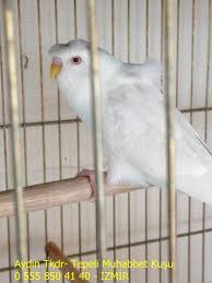 Kuslari Tepeli Muhabbet Tepeli Muhabbet Kusu Crested Budgies