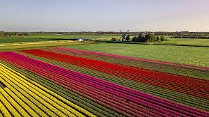 At holland flower shop we are passionate about flowers, plants, good vibes and happy people. Tulip Fields In The Netherlands The Ultimate Guide