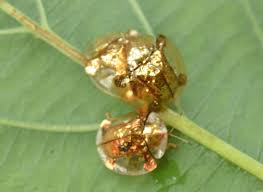 Check spelling or type a new query. Golden Tortoise Beetle L Remarkable Our Breathing Planet