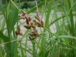 Image result for Fimbristylis quinquangularis