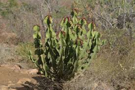Image result for Euphorbia neoglaucescens