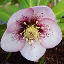 Image result for Impatiens gomphophylla