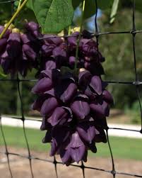 Fruit is a short oblong pod which splits open at maturity to reveal the scarlet and produces aerial tubers from leaf axils from which new plants develop. Plant Of The Day Purple Jade Vine Mucuna Cyclocarpa Jc Raulston Arboretum