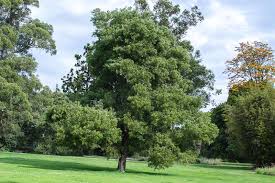 Image result for Acacia melanoxylon