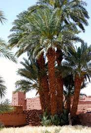 Saharan Ksar And Date Palms Morocco Diy Garden Trellis Palm Garden Garden Trellis