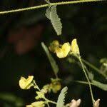 Image result for Aeschynomene sensitiva