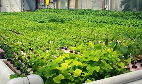 Aquaponic Farming Growing And Float Switches Smd Fluid Controls