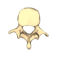 The vertebrae are classified as irregular bones. this is in contrast to long bones, sesamoid bones, short bones, and. The Vertebral Column Bones Of The Spine Geeky Medics