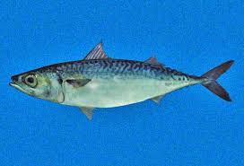 Image result for Scomber spp.