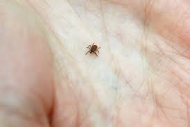 Don T Panic If You Get Bit By A Tick Here Are 5 Tips To Minimize Lyme Shots Health News Npr