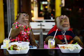They hunt both on the ground and in the trees. Malaysia S Booming Exotic Pet Trade The Asean Post