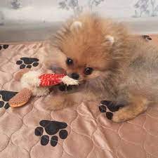 love pet dog animal puppy cute spitz pomeranian pomeraniandogs instadog animals pets dogstagram ilovemydog pomeranianw cute dogs dogs pomeranian