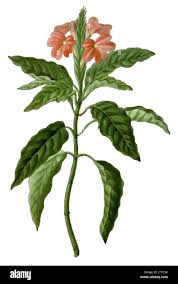 Image result for Crossandra infundibuliformis