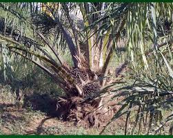 Maybe you would like to learn more about one of these? 3 Step Menggunakan Cara Tanam Kelapa Sawit Berkualiti Agrobisnes