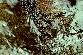 Image result for Tristicha trifaria