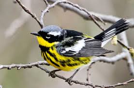 Birds Native To Maryland Setophaga Magnolia Magnolia Warbler Sighted 5 9 2014 Jersey City Nj Gauthersburg Maryland Pet Birds Animals Beautiful Birds