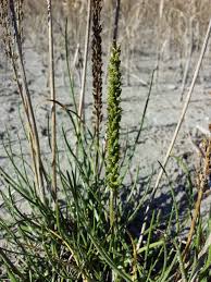 Image result for Juncaginaceae