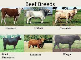 La151 Beef Cattle Breeds Diagram Quizlet