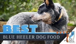 15 Best Dog Foods For Blue Heeler Australian Cattle Dog
