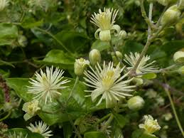 Check spelling or type a new query. Clematis Vitalba The Wild Clematis Easy Wildflowers