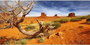 Image result for Terrarium Cling Background