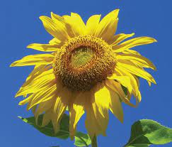 The Radiant Sunflower Flower Essence Services
