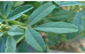 Image result for Trigonella