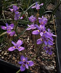 Image result for Moraea niassensis