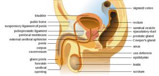 Of course, it pays to be vigilant when it comes to testicular pain. Testicular Cancer Physiopedia